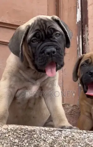 1-3 months Female Purebred Bullmastiff