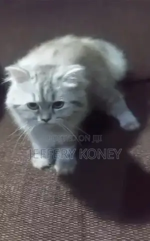 3-6 months Male Purebred Persian