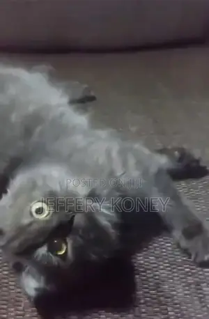 3-6 months Male Purebred Persian