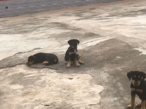 1-3 months Male Purebred Doberman Pinscher
