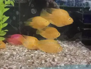 Parrot Fish