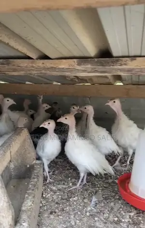 Turkey for Sale