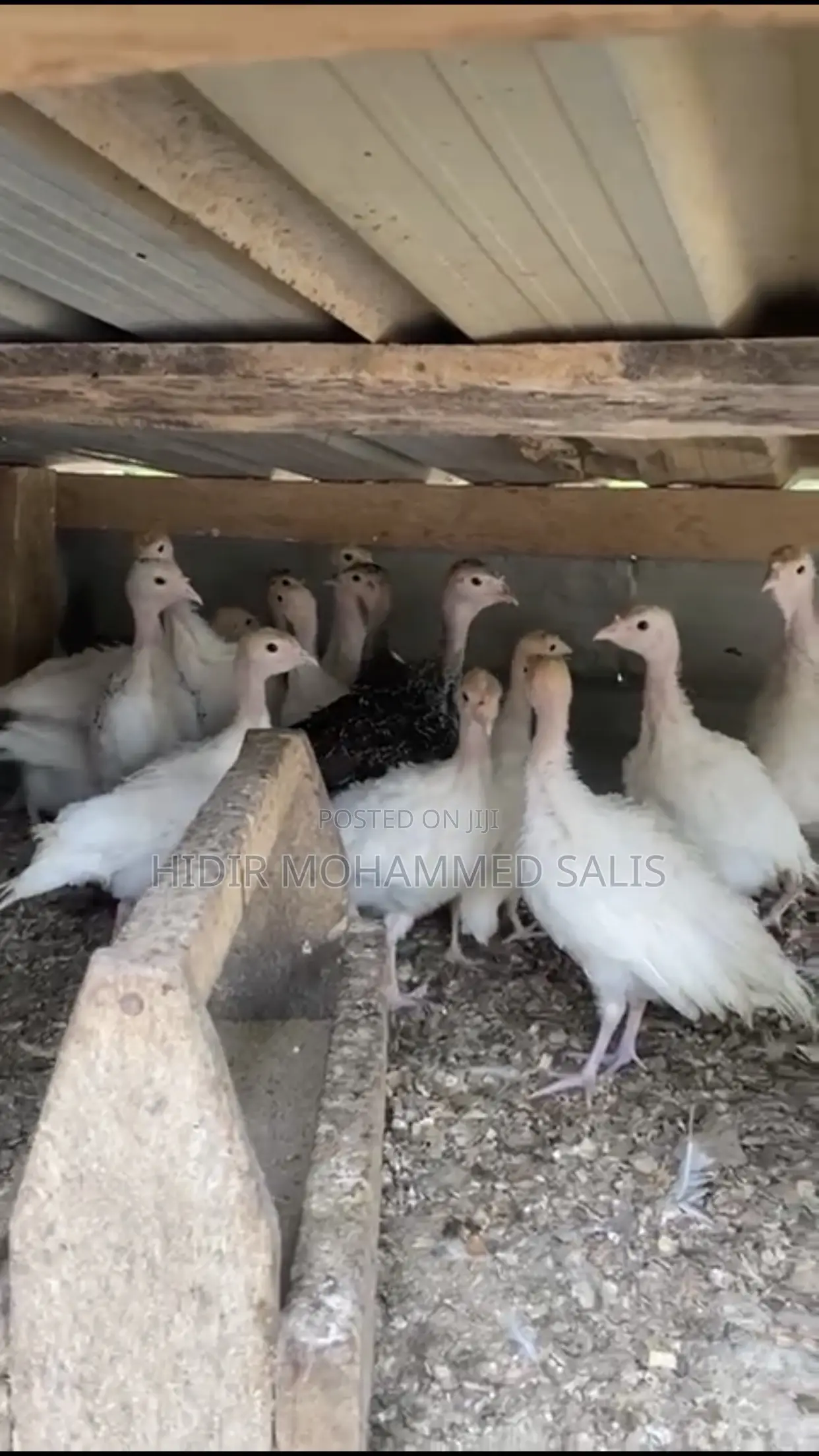 Turkey for Sale