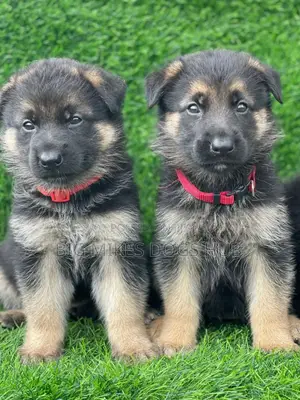 1-3 months Male Purebred German Shepherd