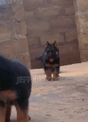 1-3 months Female Purebred German Shepherd