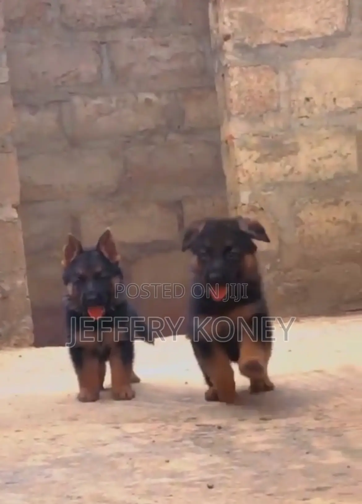 1-3 months Female Purebred German Shepherd