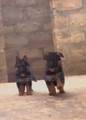1-3 months Female Purebred German Shepherd