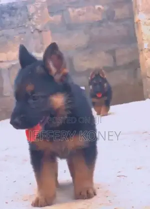1-3 months Female Purebred German Shepherd