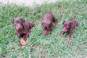 1-3 months Male Purebred Doberman Pinscher