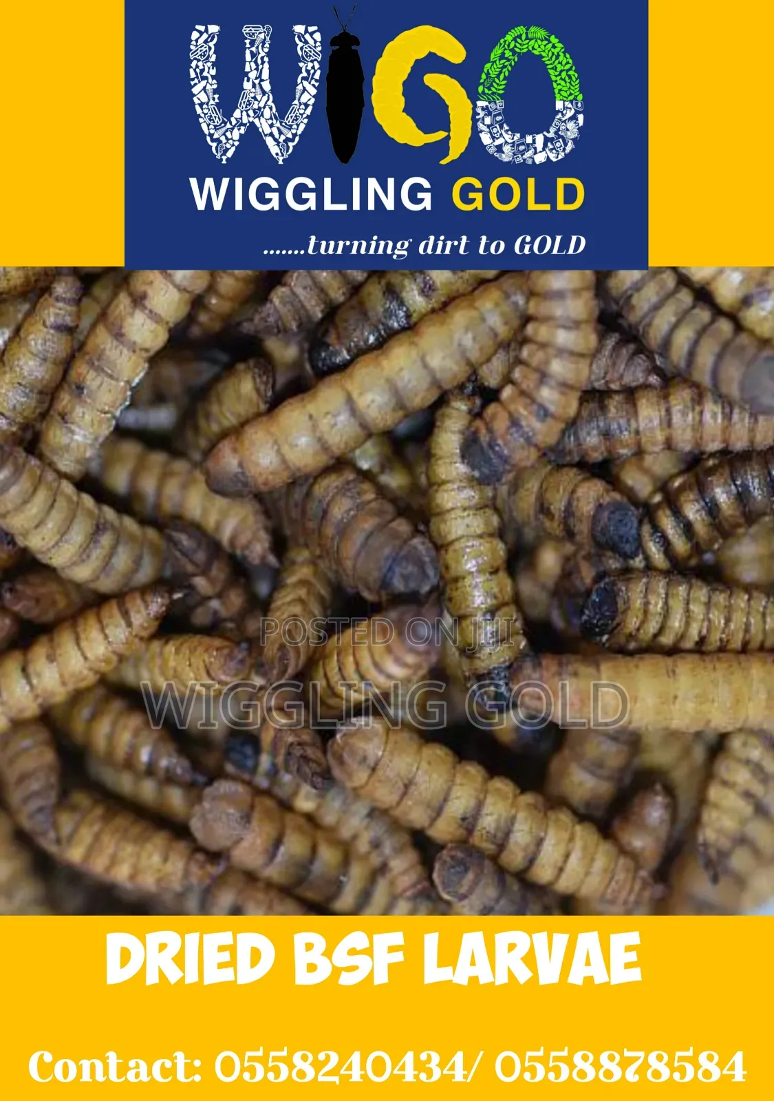 Black Soldier Fly Larvae for Sale
