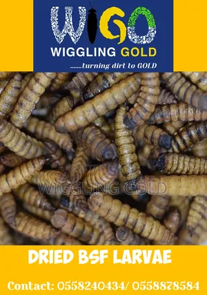 Black Soldier Fly Larvae for Sale