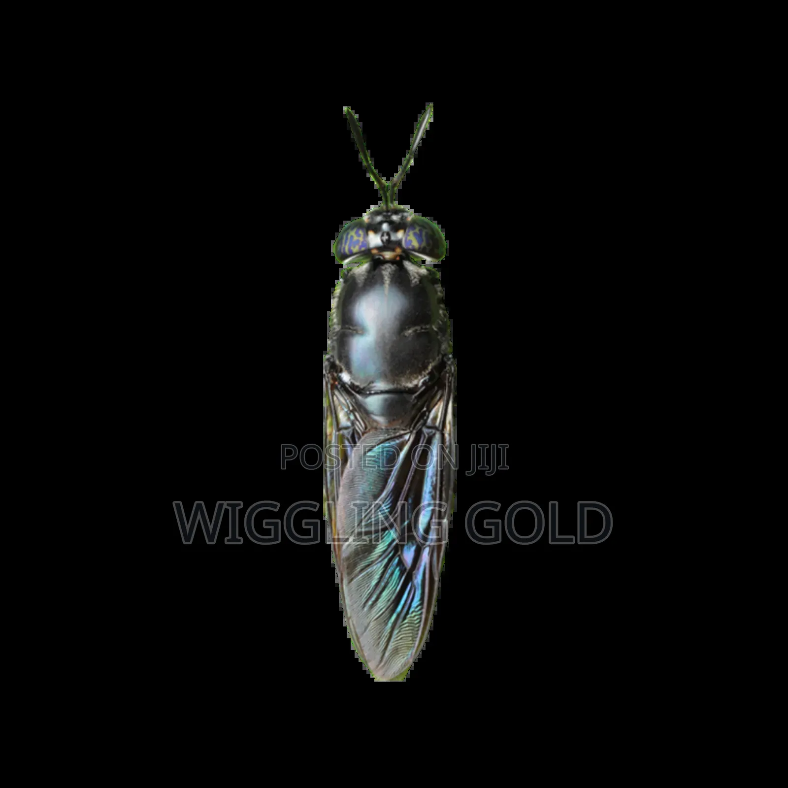 Black Soldier Fly Larvae for Sale