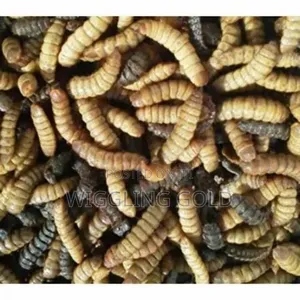 Black Soldier Fly Larvae for Sale
