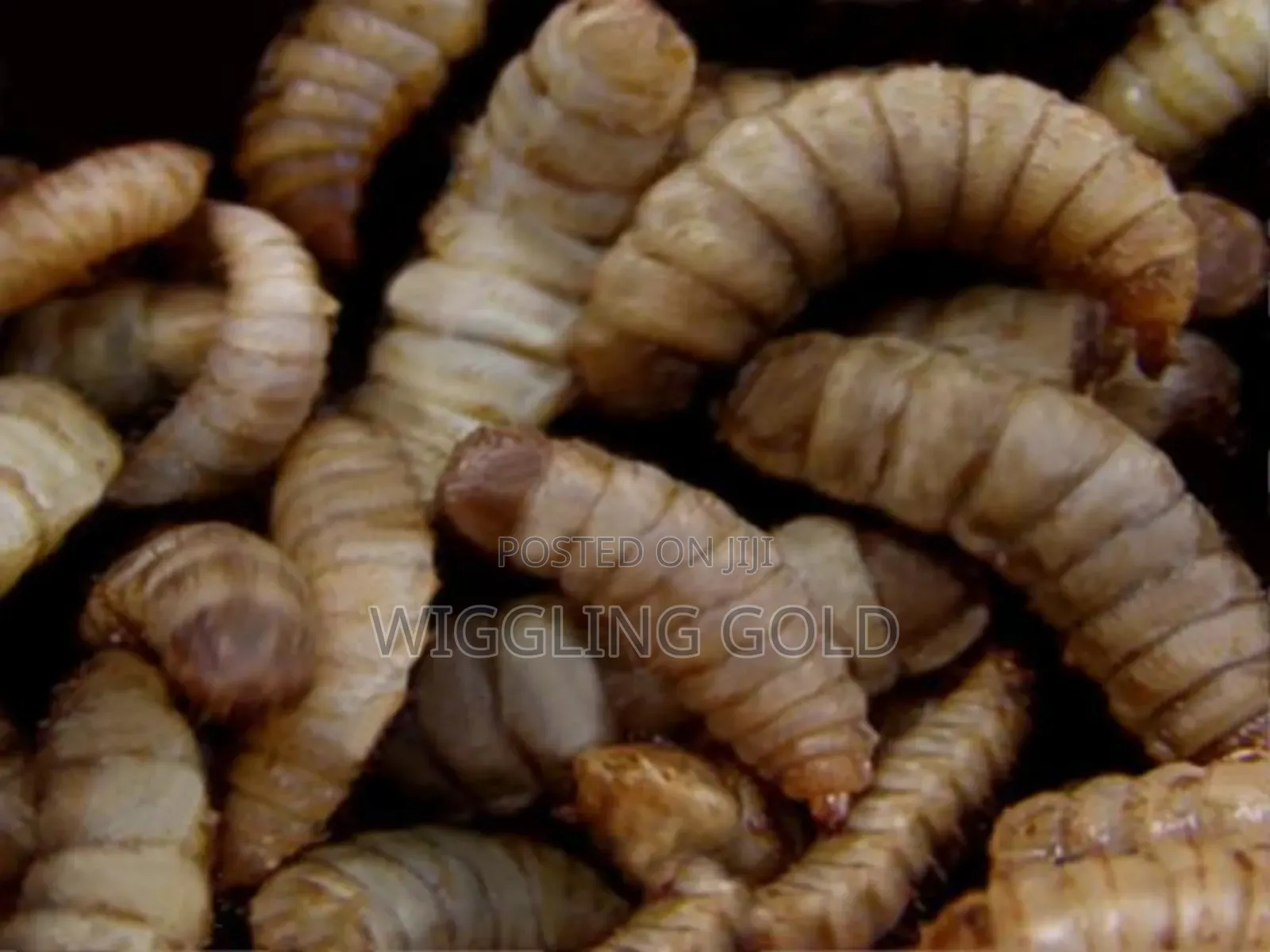 Black Soldier Fly Larvae for Sale