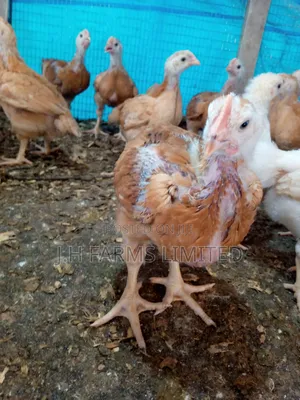 Sasso Broiler