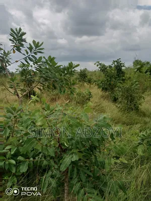 10,000 Acres of Farm Land for Long Term Lease