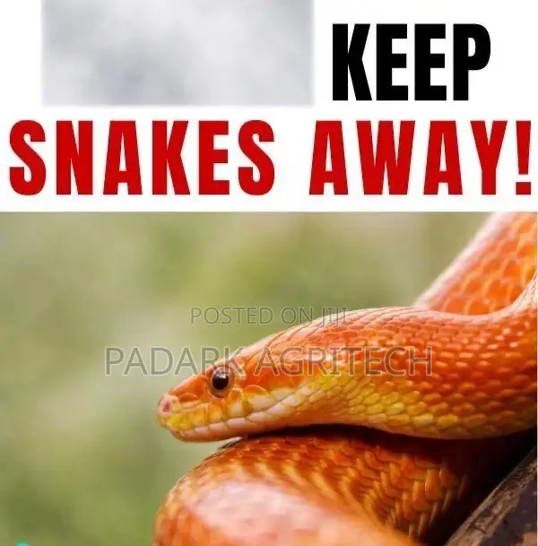 Reptiles Fumigation