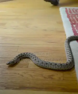 Reptiles Fumigation