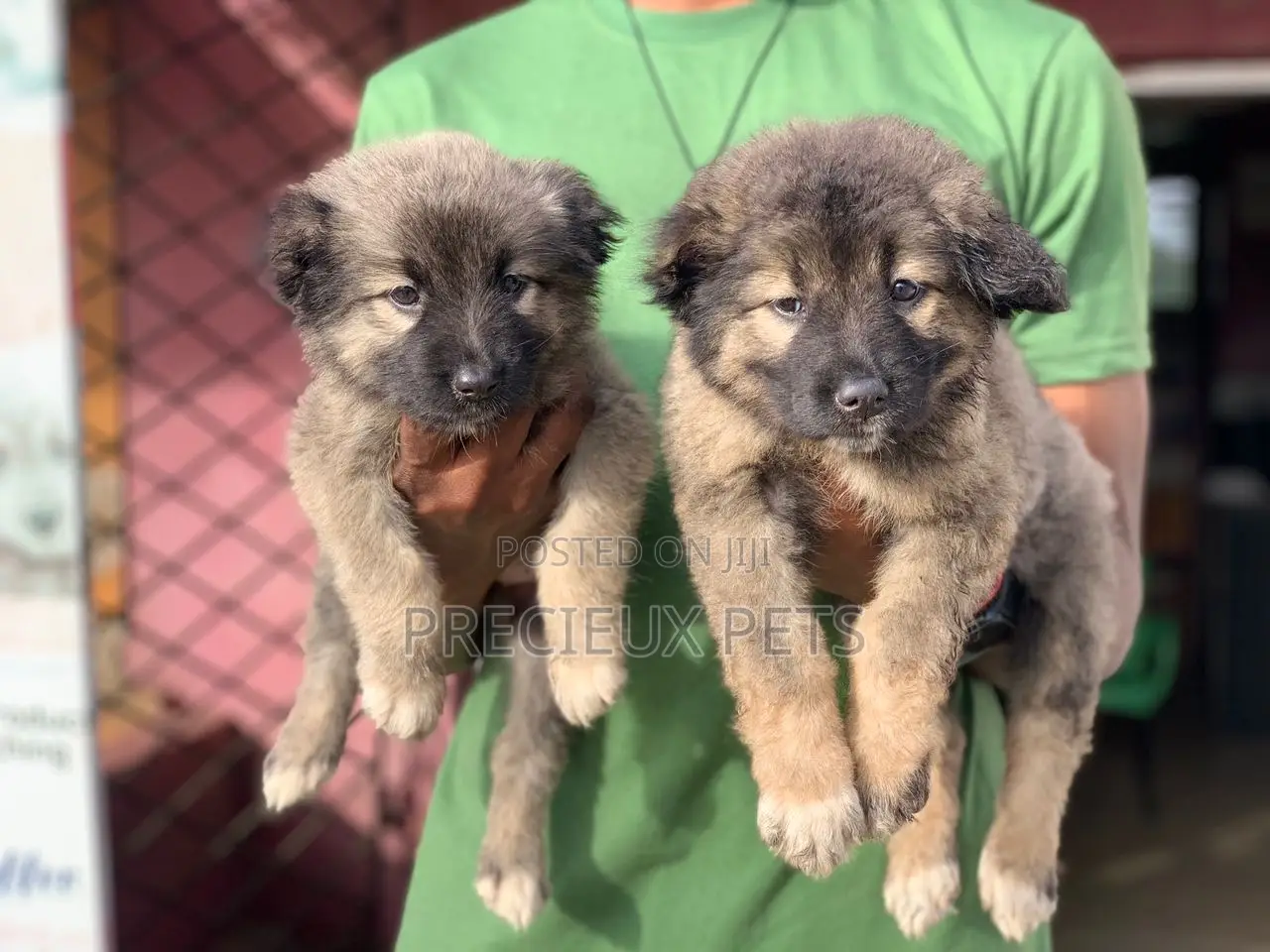 1-3 months Female Purebred Caucasian Shepherd
