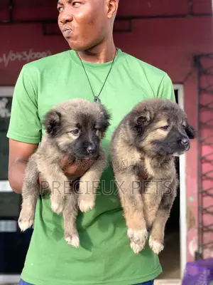 1-3 months Female Purebred Caucasian Shepherd