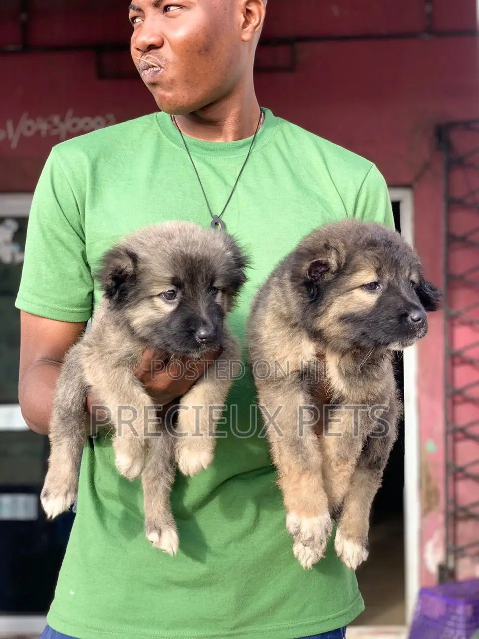 1-3 months Female Purebred Caucasian Shepherd
