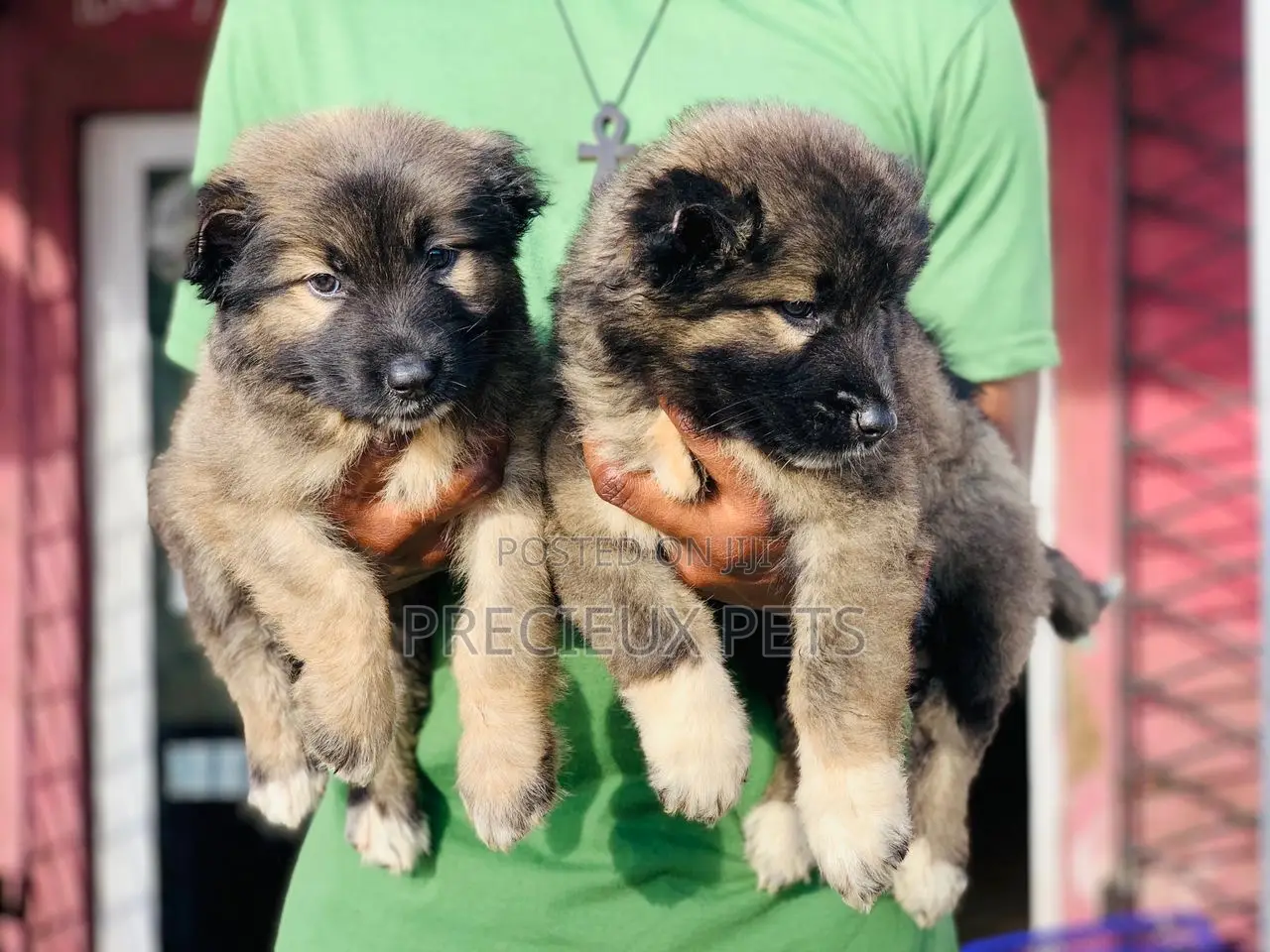 1-3 months Female Purebred Caucasian Shepherd