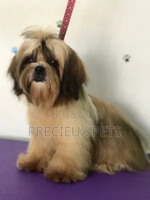 3-6 months Female Purebred Shih Tzu