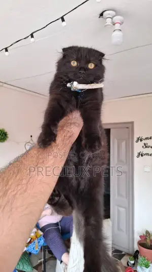 3-6 months Male Purebred Scottish Fold