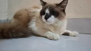 3-6 months Female Purebred Ragdoll