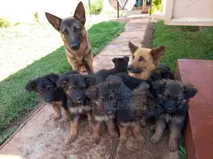 1-3 months Female Purebred German Shepherd