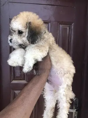 1-3 months Male Purebred Poodle