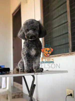 Dog Grooming Services