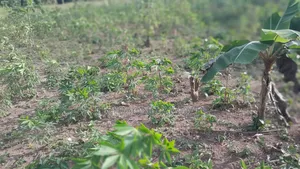 Half Plot for Sale at Nkroful _Karen