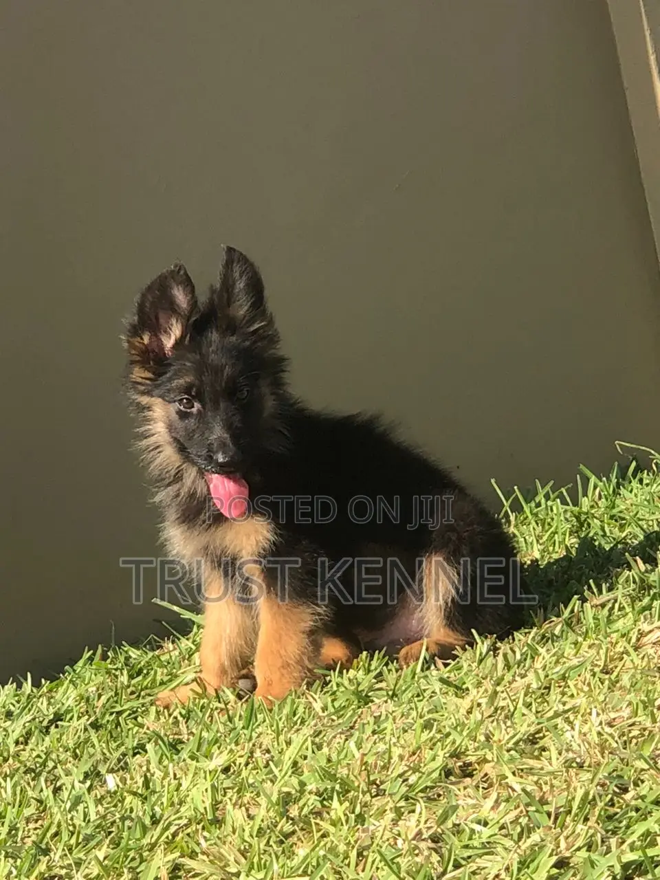 1-3 months Male Purebred German Shepherd
