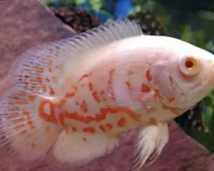 Albino Oscar