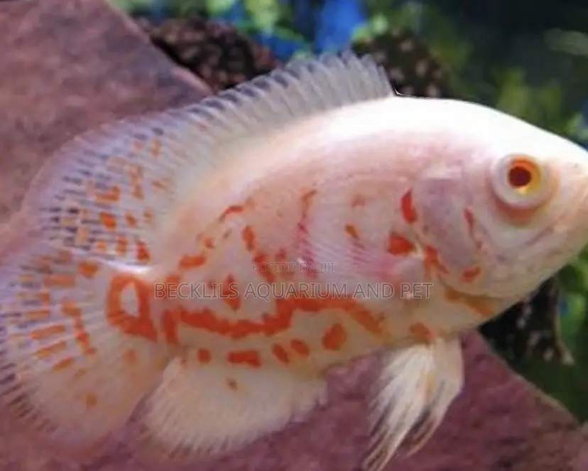 Albino Oscar