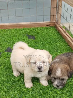 1-3 months Female Purebred Poodle
