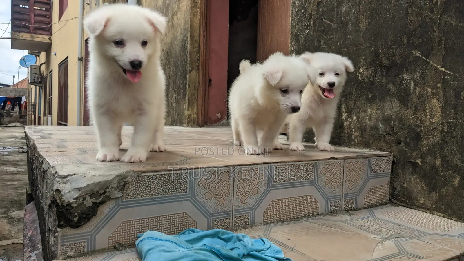 1-3 months Male Purebred American Eskimo