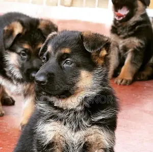 1-3 months Female Purebred German Shepherd