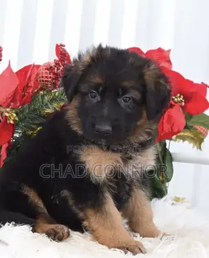 1-3 months Male Purebred German Shepherd