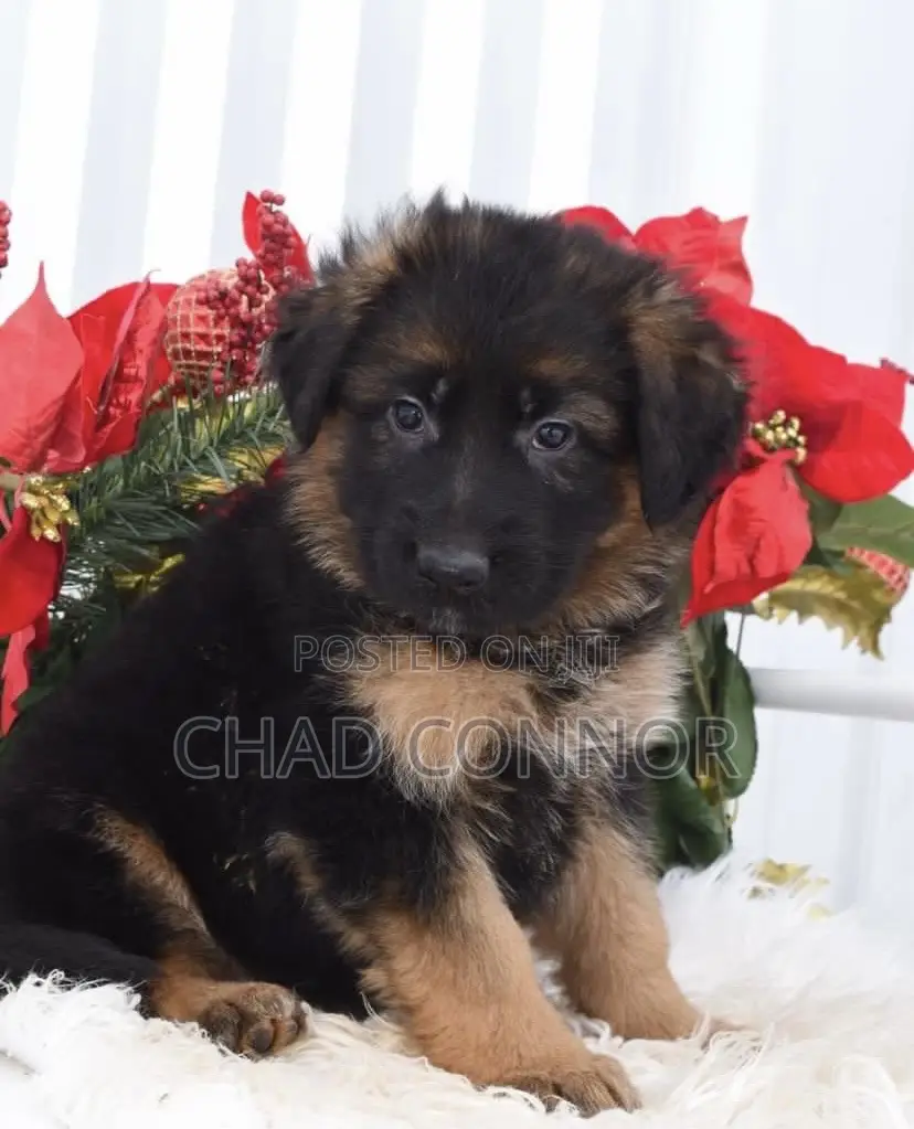 1-3 months Male Purebred German Shepherd
