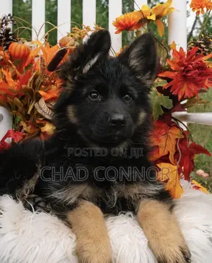 1-3 months Male Purebred German Shepherd
