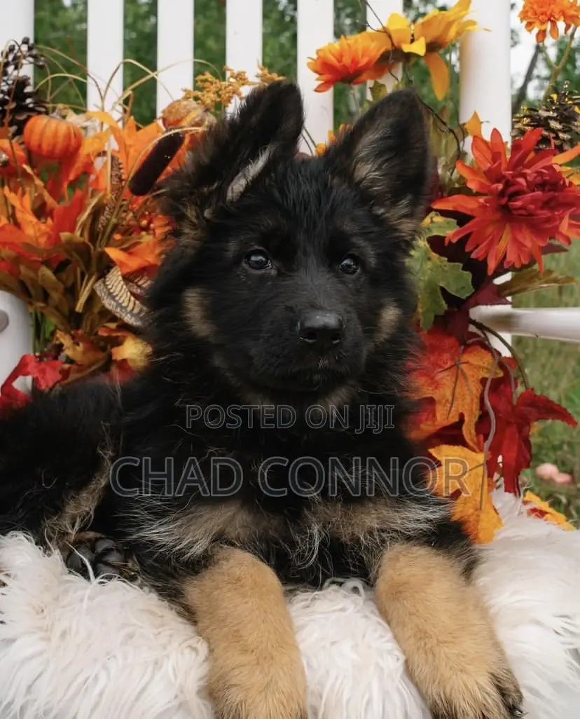 1-3 months Male Purebred German Shepherd