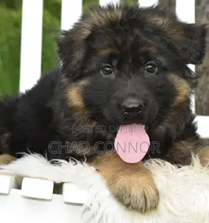 1-3 months Male Purebred German Shepherd
