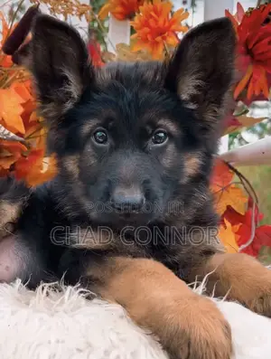 1-3 months Male Purebred German Shepherd