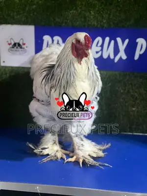 Male Brahma Chicken