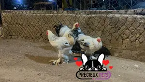 Male Brahmas Chicken Tag -0003
