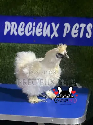 Female Silkie Bantam Chicken