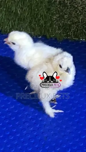 1-7 Days Old Silkie Bantam Chicken