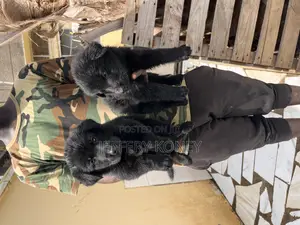 1-3 months Male Purebred German Shepherd